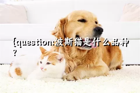 波斯猫是什么品种？