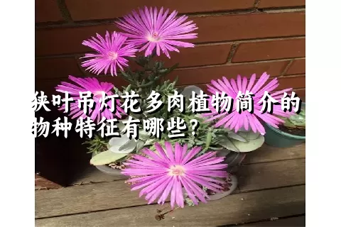 狭叶吊灯花多肉植物简介的物种特征有哪些？