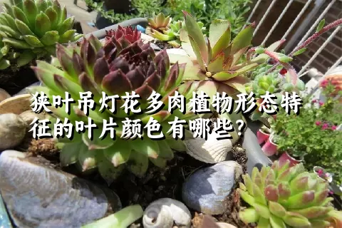 狭叶吊灯花多肉植物形态特征的叶片颜色有哪些？