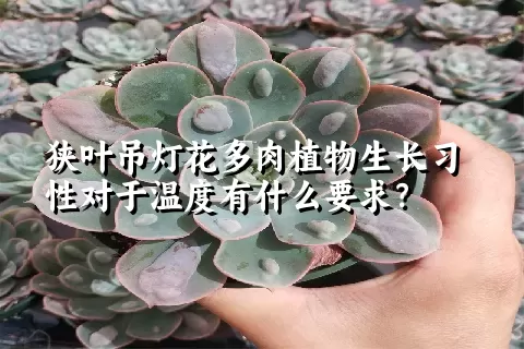 狭叶吊灯花多肉植物生长习性对于温度有什么要求？