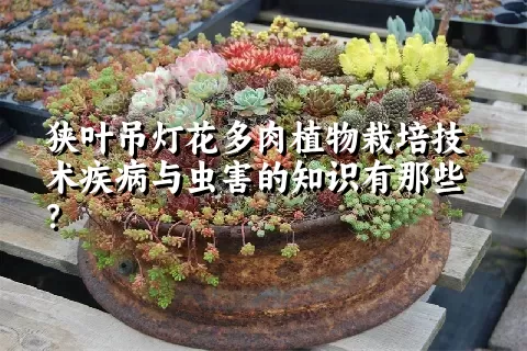 狭叶吊灯花多肉植物栽培技术疾病与虫害的知识有那些？ 