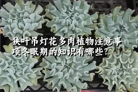 狭叶吊灯花多肉植物注意事项冬眠期的知识有哪些？