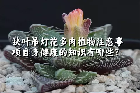 狭叶吊灯花多肉植物注意事项自身健康的知识有哪些？