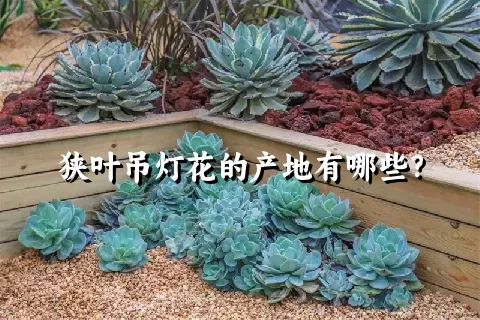 狭叶吊灯花的产地有哪些？