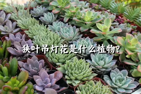 狭叶吊灯花是什么植物？