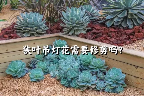 狭叶吊灯花需要修剪吗？