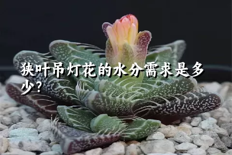 狭叶吊灯花的水分需求是多少？