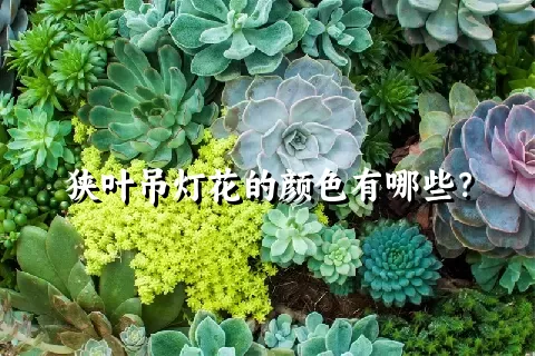 狭叶吊灯花的颜色有哪些？