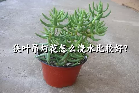 狭叶吊灯花怎么浇水比较好？