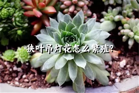 狭叶吊灯花怎么繁殖？