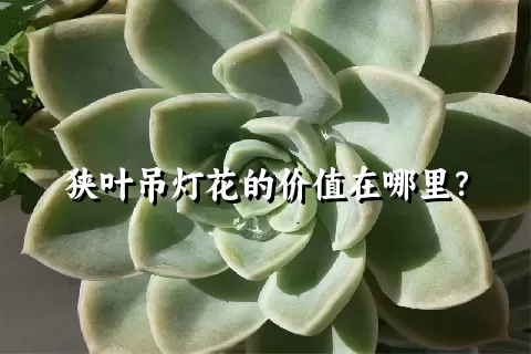 狭叶吊灯花的价值在哪里？