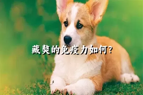 藏獒的免疫力如何？