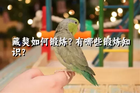 藏獒如何锻炼？有哪些锻炼知识？