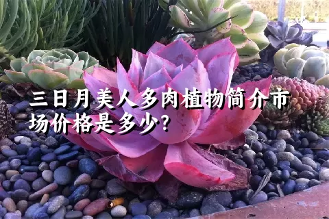 三日月美人多肉植物简介市场价格是多少？