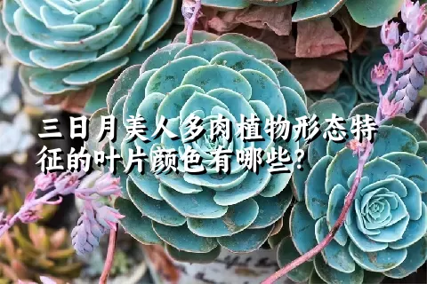 三日月美人多肉植物形态特征的叶片颜色有哪些？