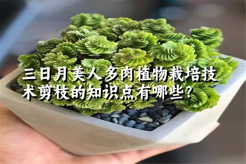 三日月美人多肉植物栽培技术剪枝的知识点有哪些？