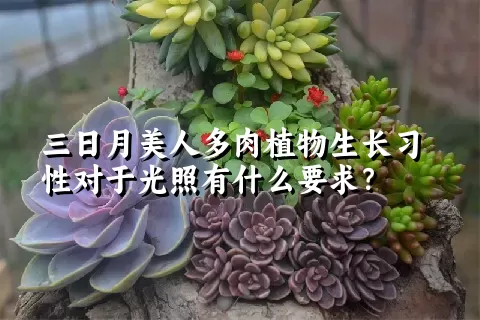 三日月美人多肉植物生长习性对于光照有什么要求？