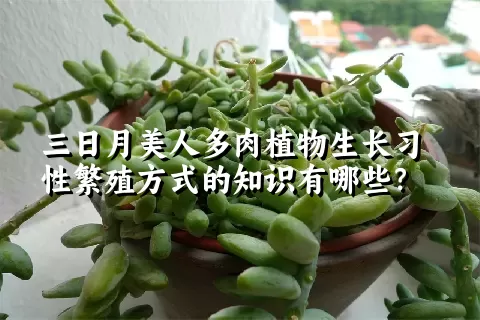 三日月美人多肉植物生长习性繁殖方式的知识有哪些？