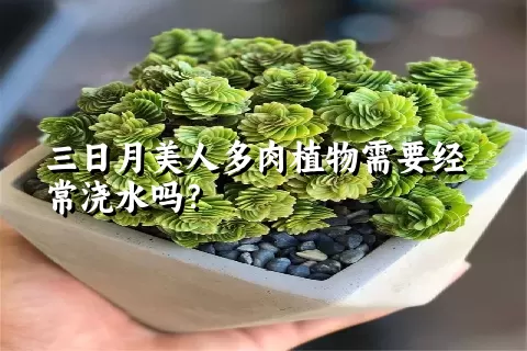 三日月美人多肉植物需要经常浇水吗？