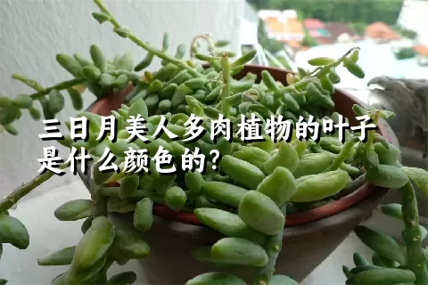 三日月美人多肉植物的叶子是什么颜色的？