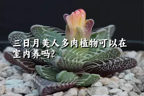 三日月美人多肉植物可以在室内养吗？