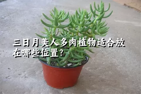 三日月美人多肉植物适合放在哪些位置？