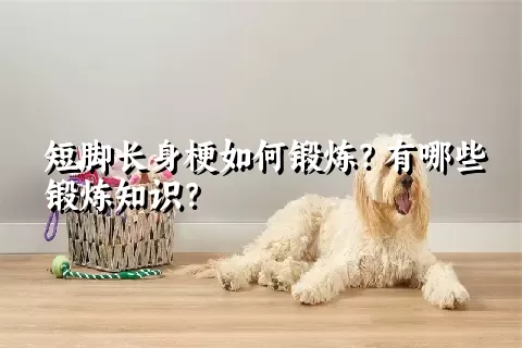 短脚长身梗如何锻炼？有哪些锻炼知识？