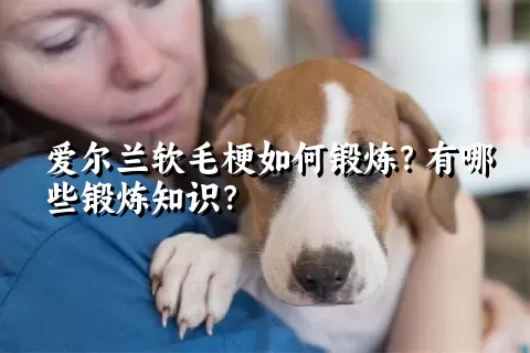 爱尔兰软毛梗如何锻炼？有哪些锻炼知识？