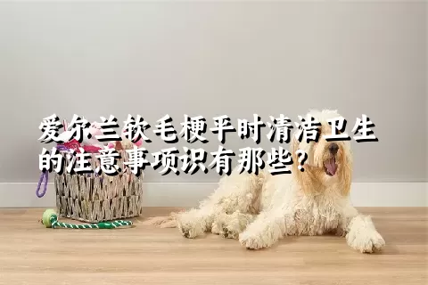 爱尔兰软毛梗平时清洁卫生的注意事项识有那些？ 