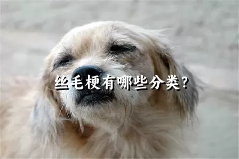 丝毛梗有哪些分类？