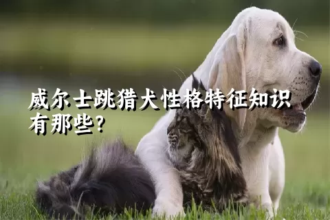 威尔士跳猎犬性格特征知识有那些？