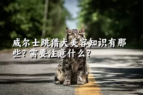 威尔士跳猎犬美容知识有那些？需要注意什么？