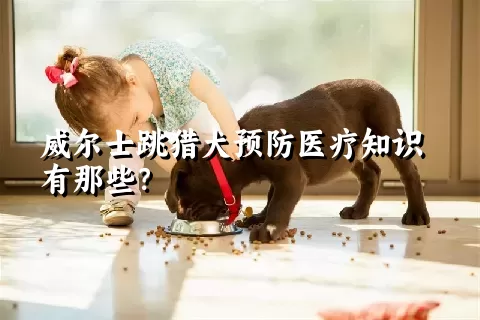 威尔士跳猎犬预防医疗知识有那些？