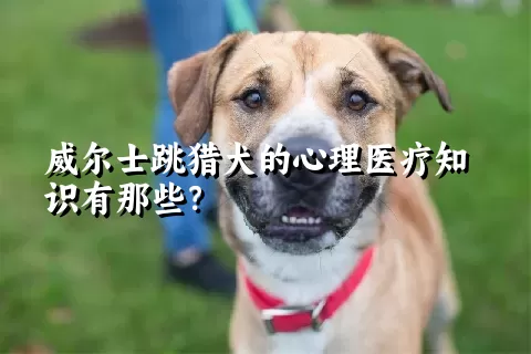 威尔士跳猎犬的心理医疗知识有那些？