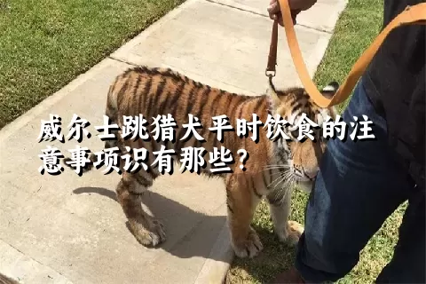 威尔士跳猎犬平时饮食的注意事项识有那些？ 