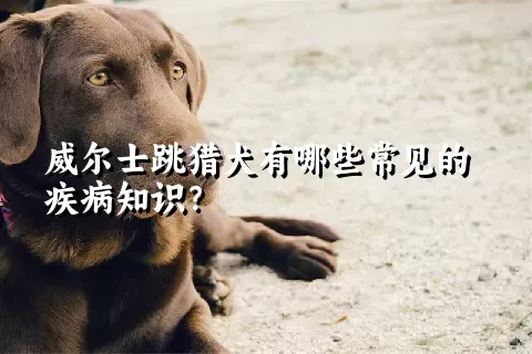 威尔士跳猎犬有哪些常见的疾病知识？