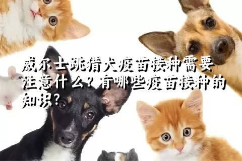 威尔士跳猎犬疫苗接种需要注意什么？有哪些疫苗接种的知识？