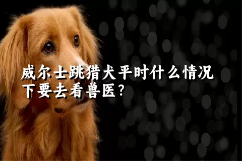 威尔士跳猎犬平时什么情况下要去看兽医？ 