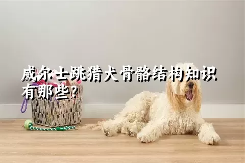 威尔士跳猎犬骨骼结构知识有那些？