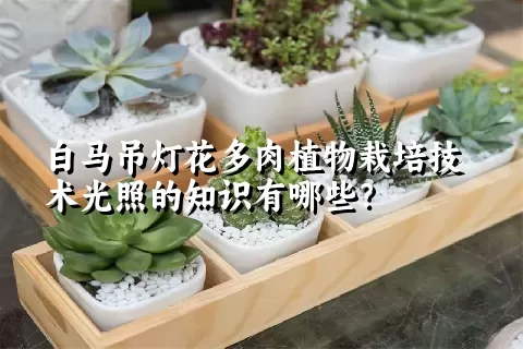 白马吊灯花多肉植物栽培技术光照的知识有哪些？ 