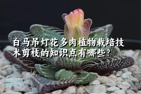 白马吊灯花多肉植物栽培技术剪枝的知识点有哪些？