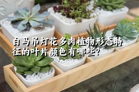 白马吊灯花多肉植物形态特征的叶片颜色有哪些？