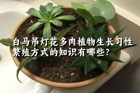 白马吊灯花多肉植物生长习性繁殖方式的知识有哪些？