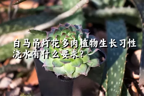 白马吊灯花多肉植物生长习性浇水有什么要求？	