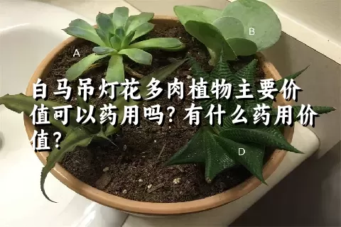 白马吊灯花多肉植物主要价值可以药用吗？有什么药用价值？