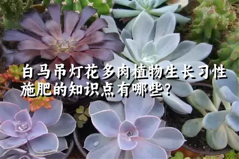 白马吊灯花多肉植物生长习性施肥的知识点有哪些？	