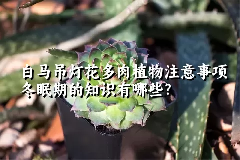 白马吊灯花多肉植物注意事项冬眠期的知识有哪些？