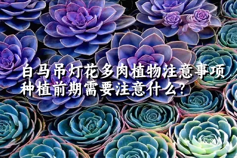 白马吊灯花多肉植物注意事项种植前期需要注意什么？ 