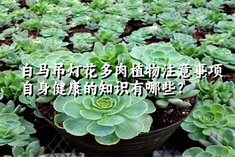 白马吊灯花多肉植物注意事项自身健康的知识有哪些？