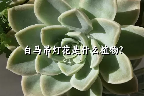 白马吊灯花是什么植物?